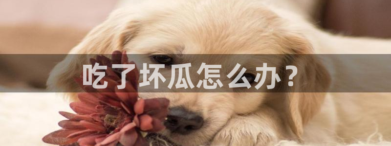 51吃瓜今日吃瓜必吃莫里秀：吃了坏瓜怎么办？